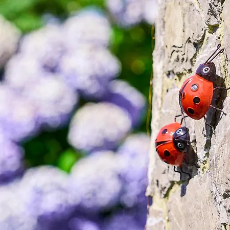 Semesterbostad La Casa Azul De Lua Un Lugar Magico Juncedo